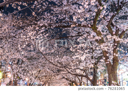 《Kyoto Prefecture》 Kiyamachi-dori night cherry blossoms / spring bar 《Kyoto Prefecture》 Kiyamachi-dori night cherry blossoms / spring bar 76281065