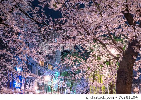 《Kyoto Prefecture》 Kiyamachi-dori night cherry blossoms / spring bar 76281104