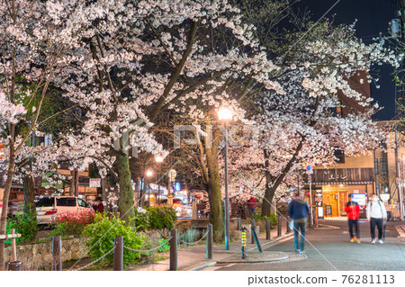 《Kyoto Prefecture》 Kiyamachi-dori night cherry blossoms / spring bar 76281113