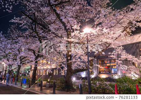《Kyoto Prefecture》 Kiyamachi-dori night cherry blossoms / spring bar 《Kyoto Prefecture》 Kiyamachi-dori night cherry blossoms / spring bar 76281133