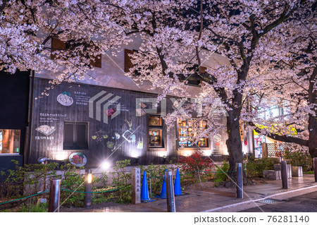 《Kyoto Prefecture》 Kiyamachi-dori night cherry blossoms / spring bar 76281140