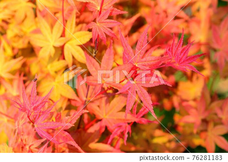 Otoha Kure Red & Indigo Hyokko Autumnal Background 76281183