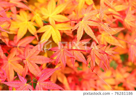 Otoha Kure Red & Indigo Hyokko Autumnal Background Otoha Kure Red & Indigo Hyokko Autumnal Background 76281186