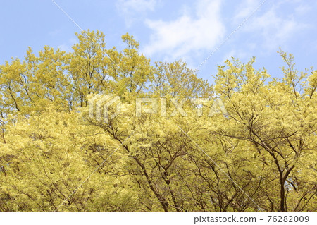 Pale flowers of witch hazel-Kosai City, Shizuoka Prefecture Pale flowers of witch hazel-Kosai City, Shizuoka Prefecture 76282009