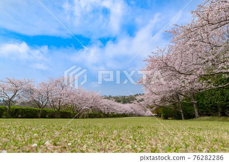 A row of cherry blossom trees at Higashiizu Cross Country Club A row of cherry blossom trees at Higashiizu Cross Country Club 76282286