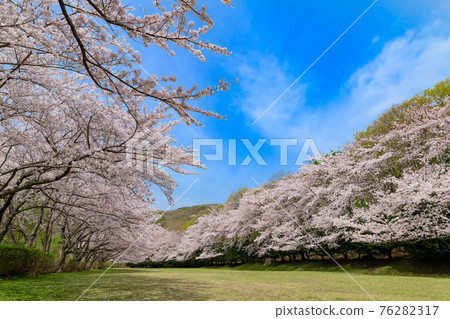 東伊豆越野俱樂部的一排櫻花樹 76282317