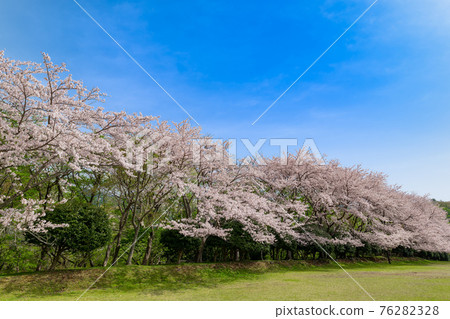 A row of cherry blossom trees at Higashiizu Cross Country Club A row of cherry blossom trees at Higashiizu Cross Country Club 76282328
