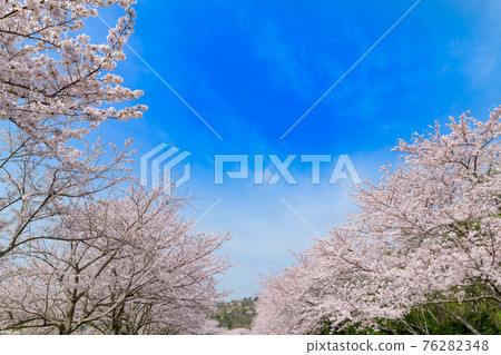 東伊豆越野俱樂部的一排櫻花樹 76282348