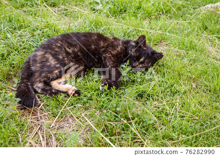 black cat sleeps on the grass. black cat sleeps on the grass. 76282990
