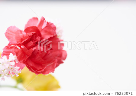 Carnation Mother's Day 76283071