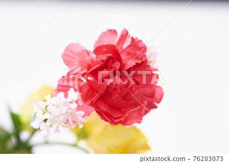 Carnation Mother's Day 76283073