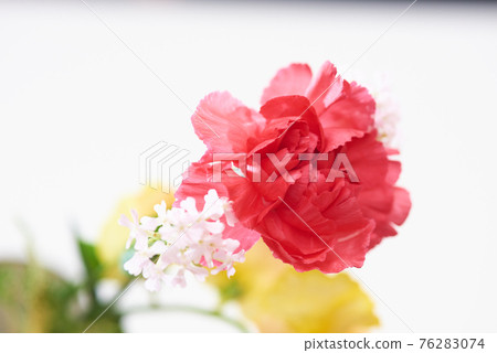 Carnation Mother's Day Carnation Mother's Day 76283074