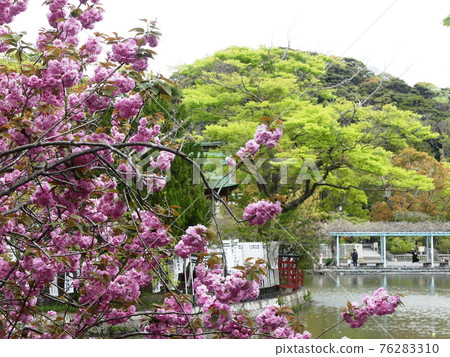 Yaezakura Double cherry blossoms 76283310