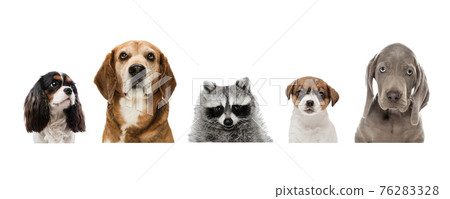 Half-length portraits of different animals isolated over white background. 76283328