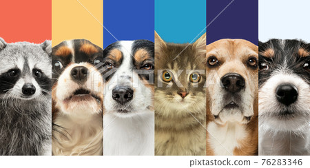 Collage of six different animals dogs, cat and raccoon. Close-up portraits. 76283346