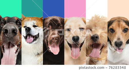 Close-up portraits of six cute joyful dogs. Collage. Web banner Close-up portraits of six cute joyful dogs. Collage. Web banner 76283348