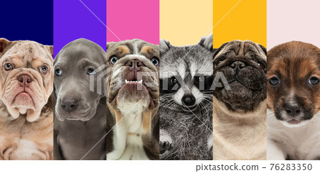 Collage of five different breeds of dogs and cute raccoon. Close-up portraits. Collage of five different breeds of dogs and cute raccoon. Close-up portraits. 76283350