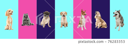 Creative collage of six different breeds of dogs and cute raccoon. Flyer for ad. 76283353