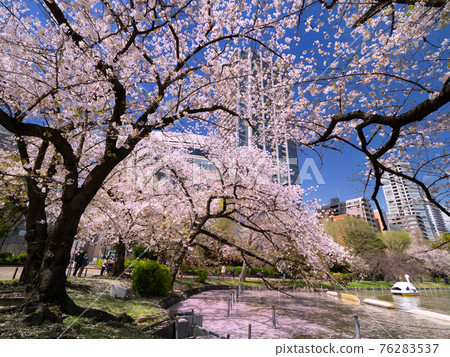 櫻花盛開和不忍池，上野公園，東京 76283537
