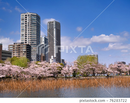 櫻花盛開和不忍池，上野公園，東京 76283722