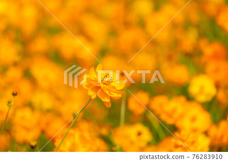 Beautiful yellow color cosmos (Cosmos sulphureus) flower field background 76283910