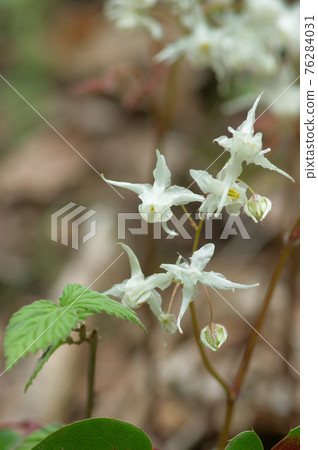 Spring wild grass Epimedium 76284031
