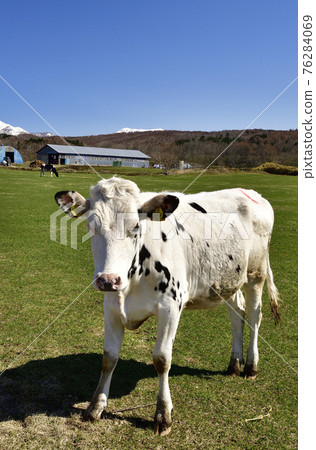 Photographing the scenery of a ranch with grass-eating cows in Kitahiyama Ward, Setana Town, Hokkaido in spring 76284069