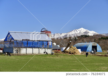 春天拍攝北海道瀨田町北比山區的牧場和吃草的奶牛的景色 76284071