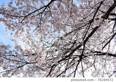 Cherry Blossoms Cherry Blossoms 76284072