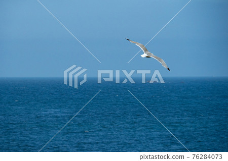 A sea gull enjoying the coastal wind above the sea in front of the blue sky A sea gull enjoying the coastal wind above the sea in front of the blue sky 76284073