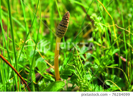 Scenery where horsetail grows on the bank of Arakawa in spring Scenery where horsetail grows on the bank of Arakawa in spring 76284099