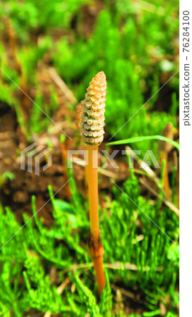 Scenery where horsetail grows on the bank of Arakawa in spring Scenery where horsetail grows on the bank of Arakawa in spring 76284100