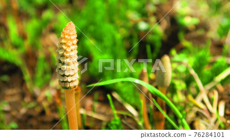 Scenery where horsetail grows on the bank of Arakawa in spring Scenery where horsetail grows on the bank of Arakawa in spring 76284101