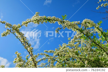 繡線菊花和藍天景觀 76284192