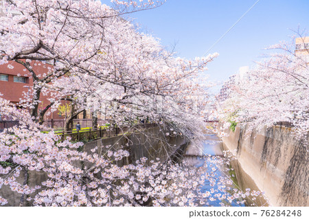 《Tokyo》 Itabashi, a row of cherry blossom trees on the Ishigami River 76284248