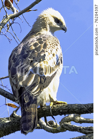 Young changeable hawk-eagle (Nisaetus cirrhatus) 76284397
