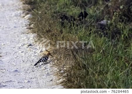 Eurasian hoopoe (Upupa epops) in Jim Corbett National Park, India Eurasian hoopoe (Upupa epops) in Jim Corbett National Park, India 76284465