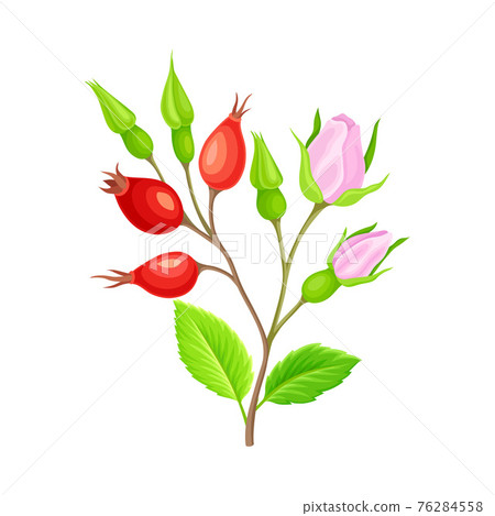 Pink Flower Buds of Rosa Canina or Dog Rose Plant Specie with Mature Red Rose Hips Vector Illustration 76284558