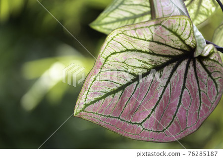 The pink leaves of the caladium, which have an unusual pattern 76285187