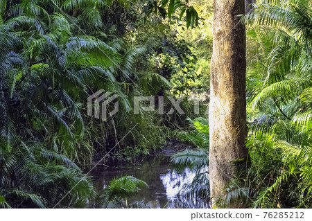 Indian jungle - Jim Corbett National Park, India 76285212