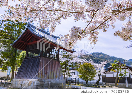 Taima-dera weeping cherry blossoms in full bloom Taima-dera weeping cherry blossoms in full bloom 76285786