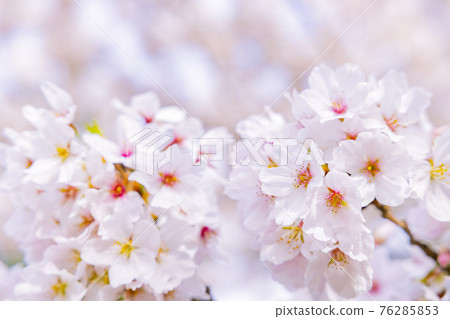 Taima-dera weeping cherry blossoms in full bloom 76285853