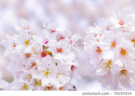 Taima-dera weeping cherry blossoms in full bloom 76285854