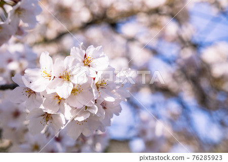 Taima-dera weeping cherry blossoms in full bloom Taima-dera weeping cherry blossoms in full bloom 76285923