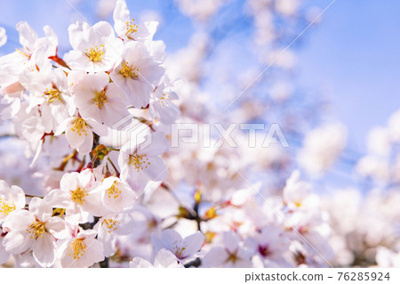 盛開的大摩寺垂櫻 盛開的大摩寺垂櫻 76285924