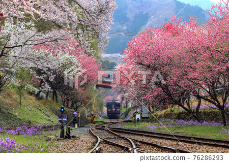 Flower Station: Spring at Watarase Valley Railway Kobe Station Flower Station: Spring at Watarase Valley Railway Kobe Station 76286293