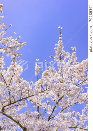 Kagoboyama in the northern part of Miyagi Prefecture 76286564