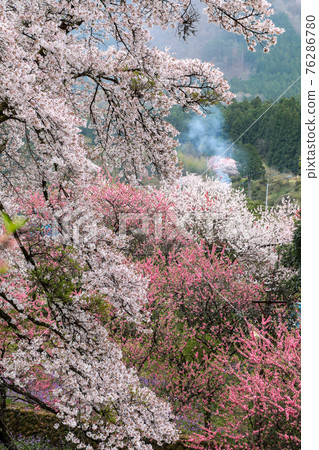 櫻花和花桃盛開的山村 76286780