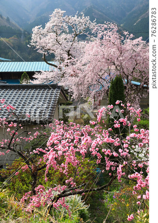 Private house where cherry blossoms and hanamomo bloom Private house where cherry blossoms and hanamomo bloom 76286783