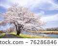 A famous place for cherry blossoms Miyagi Shiroishi River bank Ichimoku Senbonzakura 76286846